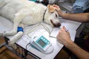 Read more about the article How Often Should Senior Dogs Go to the Vet: Complete Checkup Schedule for Aging Dogs (2024)