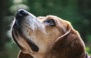 Read more about the article Eye Problems in Dogs, Causes,Diagnosis and Treatment. A Veterinarian Insight 2025