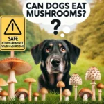 Can Dogs Eat Mushrooms? Safe vs. Toxic Varieties Explained . Expert insight: 2025