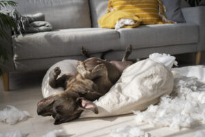 Read more about the article How to Stop a Dog from Destroying Furniture When Left Alone. Veterinary Approved Guide 2025