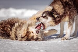 Read more about the article How to Stop Dog Aggression Toward Other Dogs on Walks. Vet Approved Guide 2025