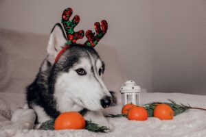 Read more about the article Can Dogs Eat Oranges? A Vet-Backed Guide to Safety & Nutrition 2025