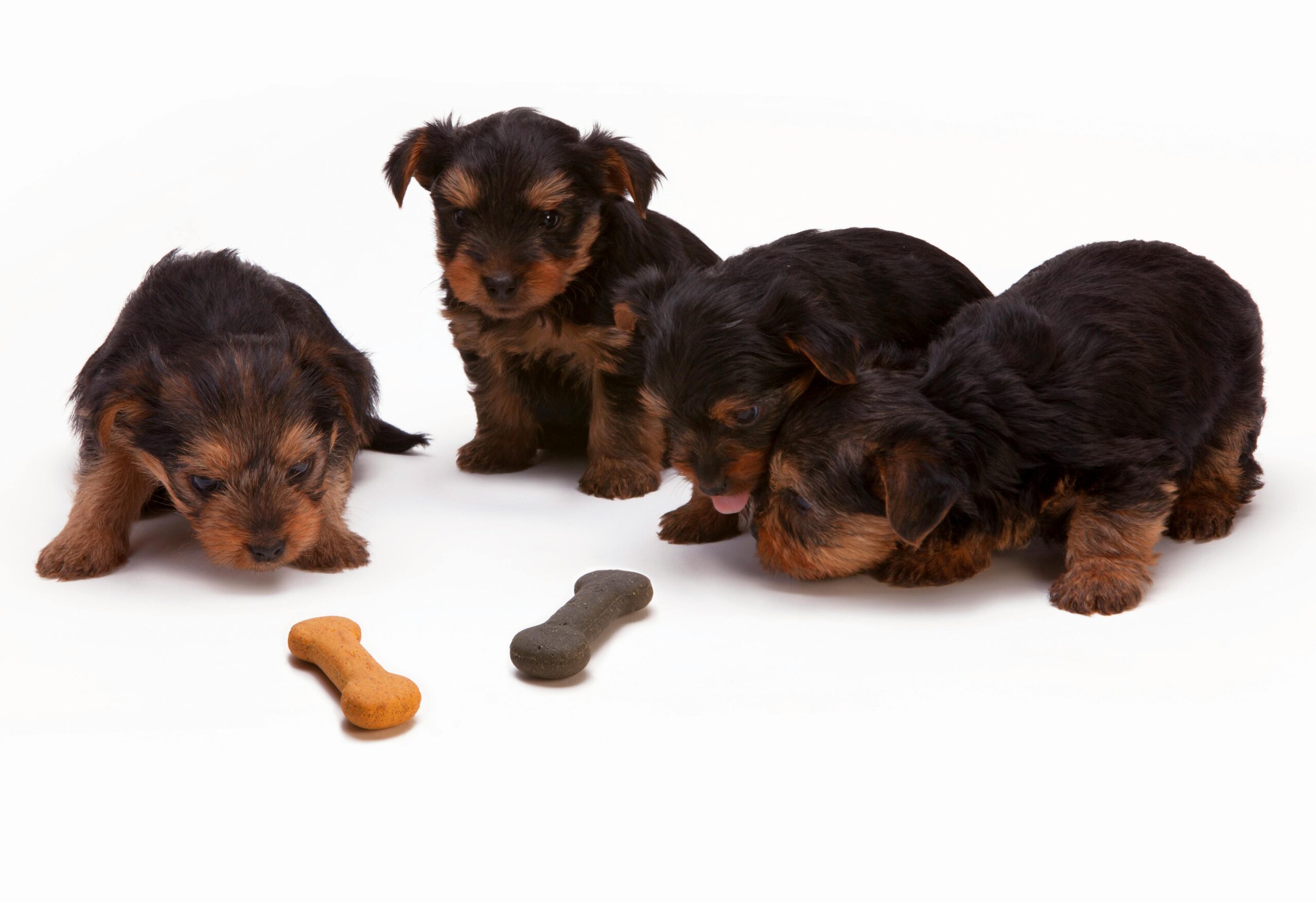 You are currently viewing What Are the Healthiest Treats for Dogs? A Veterinarian Insight 2025