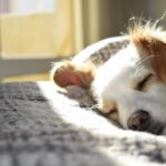 Why Does My Dog Growl When Touched While Sleeping? Causes & Perfect Solutions 2025