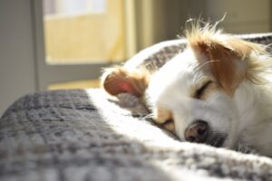 Read more about the article Why Does My Dog Growl When Touched While Sleeping? Causes & Perfect Solutions 2025