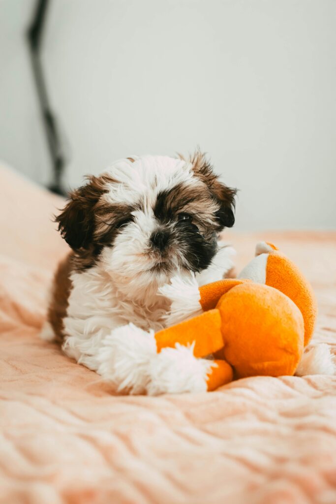 Can dogs eat oranges