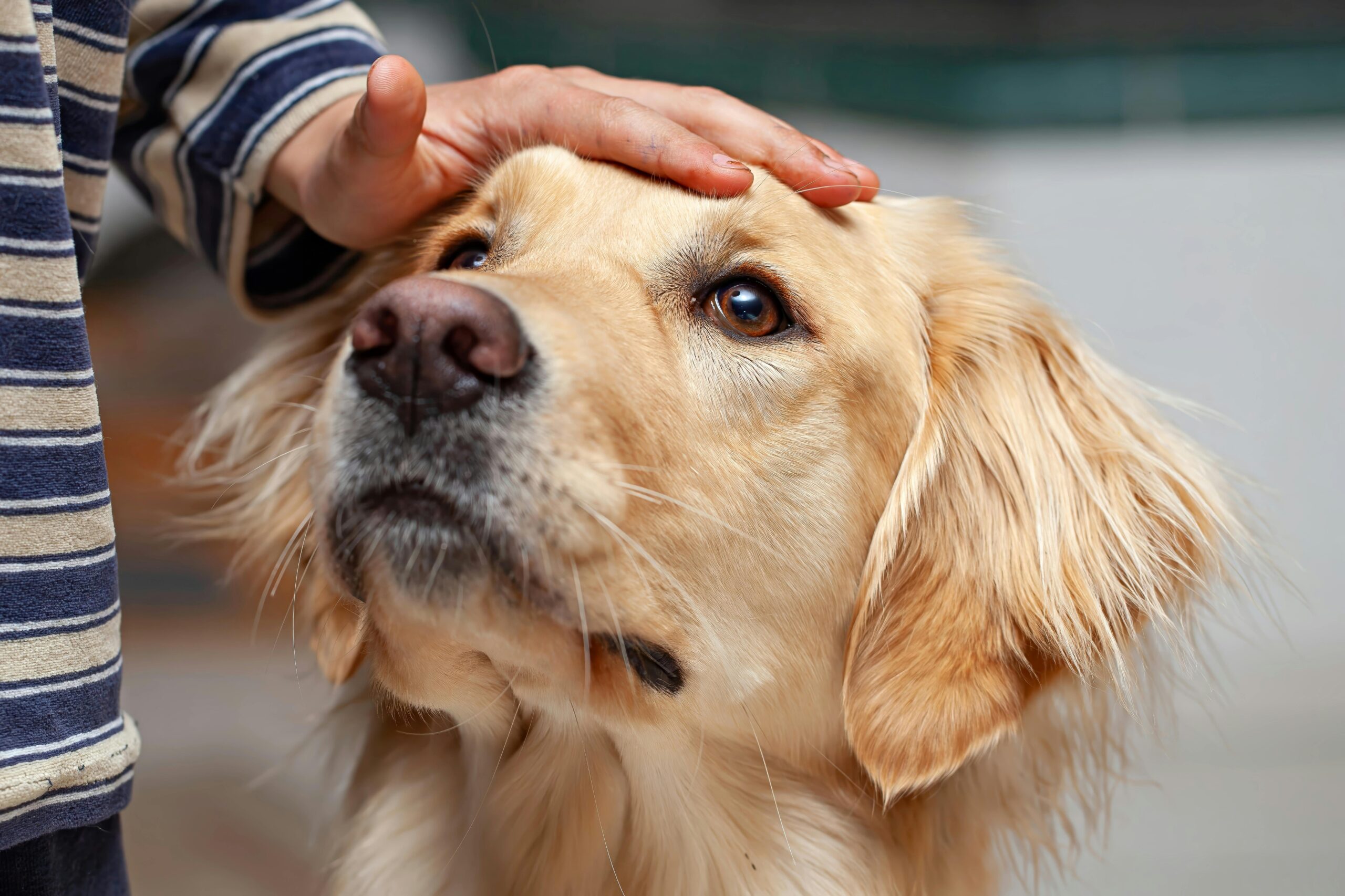You are currently viewing Signs Your Dog is Understimulated: Solutions 2025