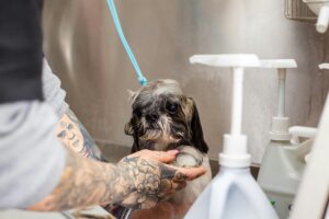 Read more about the article How Often Should You Bathe Your Dog? Vet-Recommended Guidelines 2025