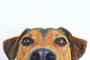 Read more about the article Can Dogs See in the Dark? Canine Vision Insight By Veterinarian 2025