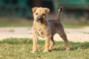 Read more about the article How Do Dogs Get Fleas and How Can You Protect Them? A Veterinary Insight 2025