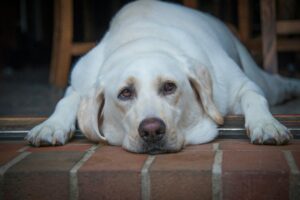 Read more about the article How to Tell if You Have An Overweight Dog and What to Do About It