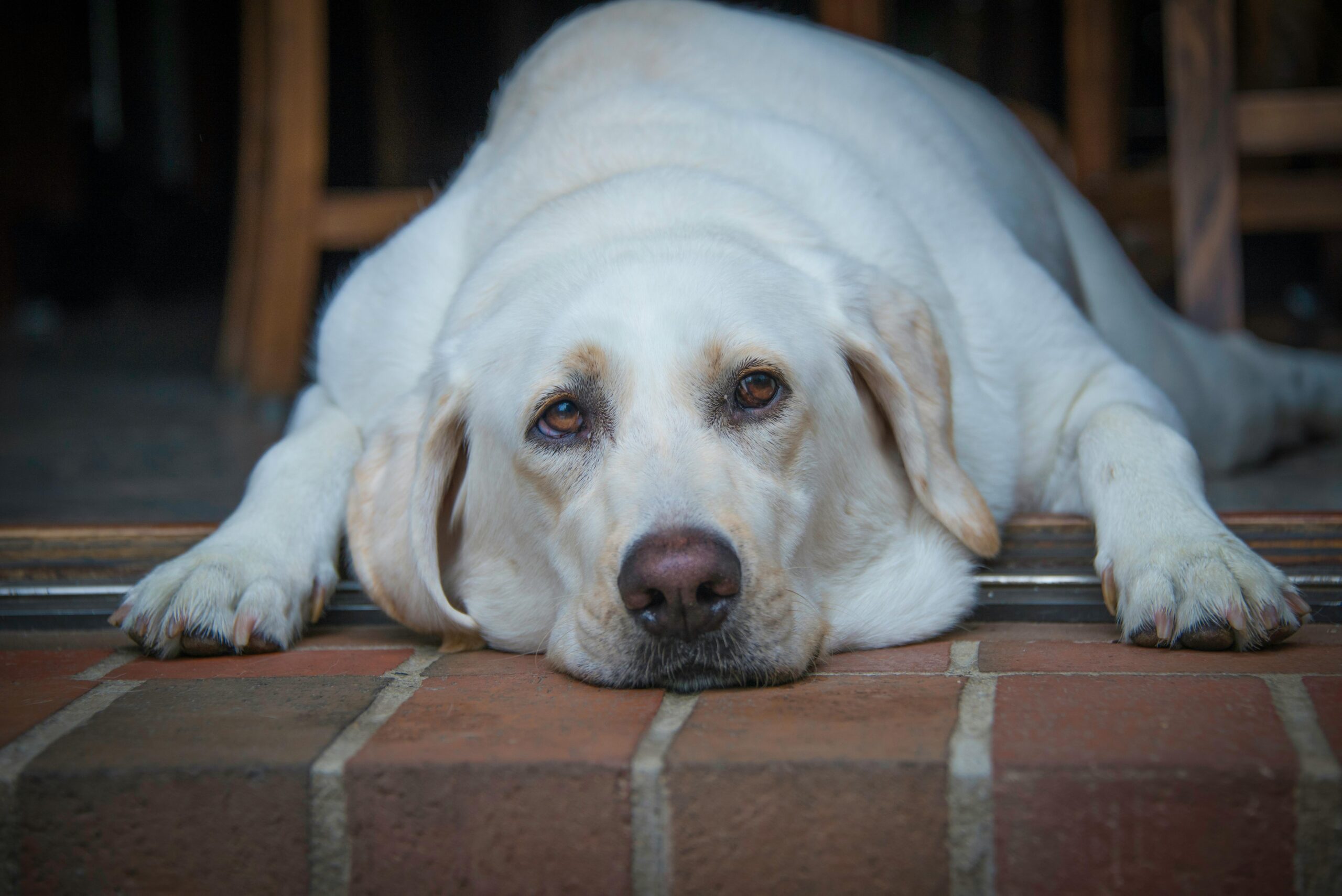 You are currently viewing How to Tell if You Have An Overweight Dog and What to Do About It