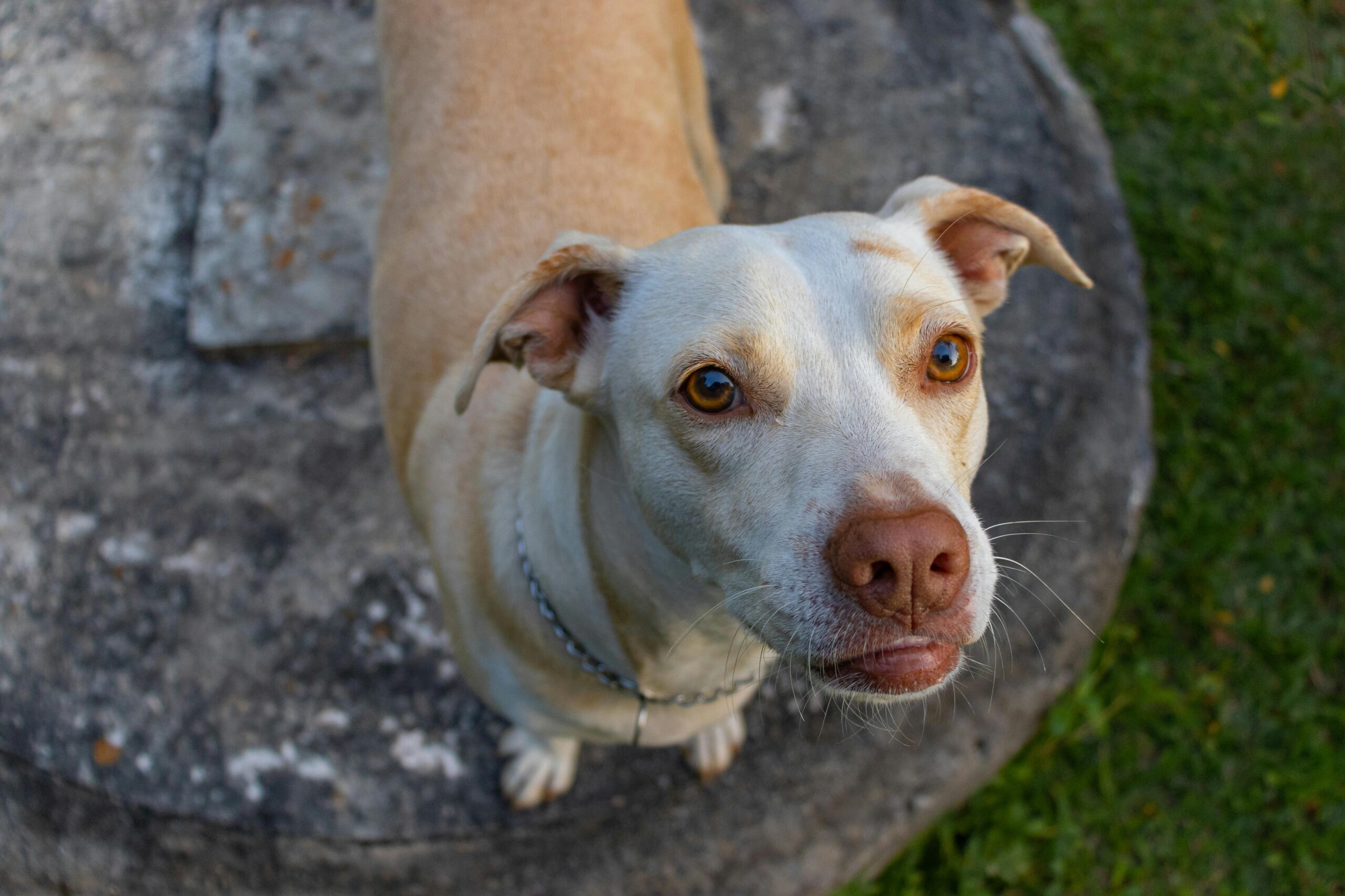 You are currently viewing 10 Common Signs of Seasonal Allergies in Dogs. Well Researched Guide 2025