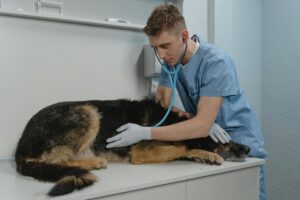 Read more about the article Vet Close to Me: Tips for Picking the Perfect Animal Care Provider 2025