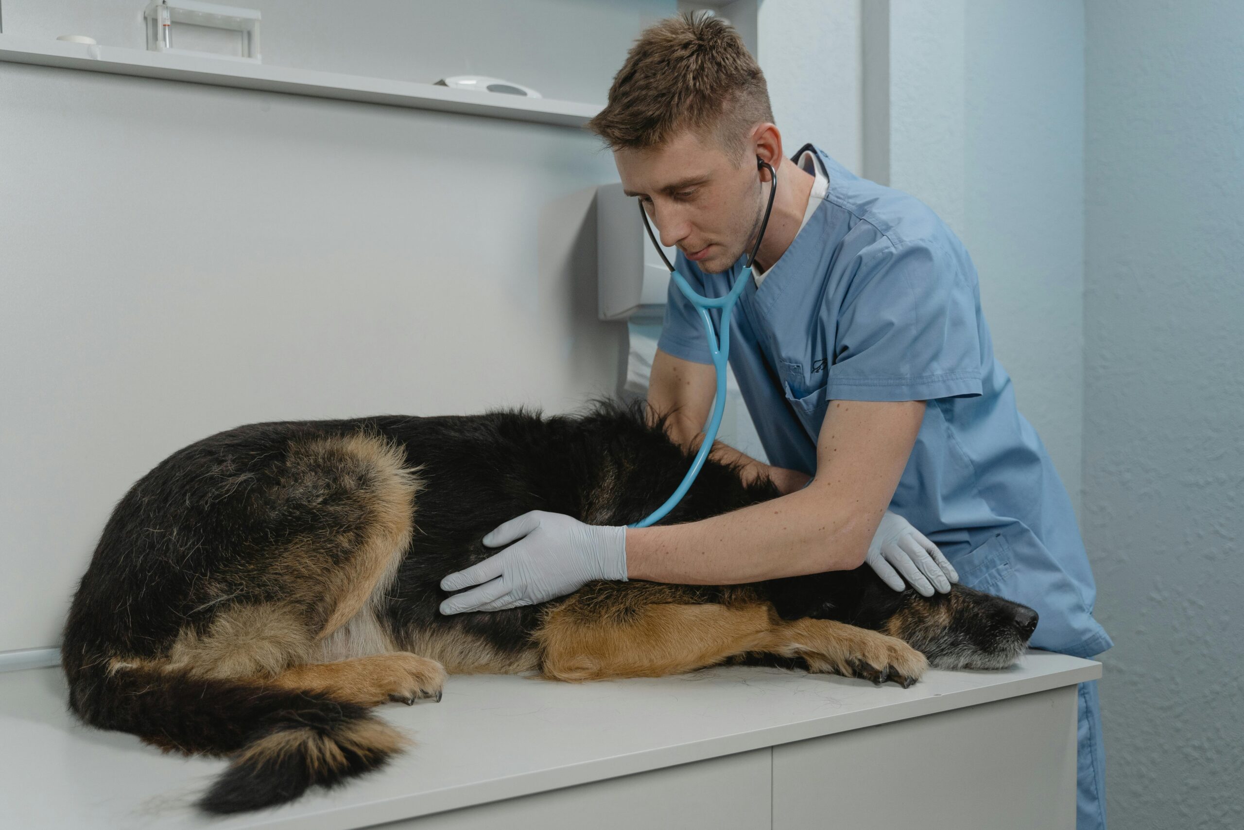 You are currently viewing Vet Close to Me: Tips for Picking the Perfect Animal Care Provider 2025