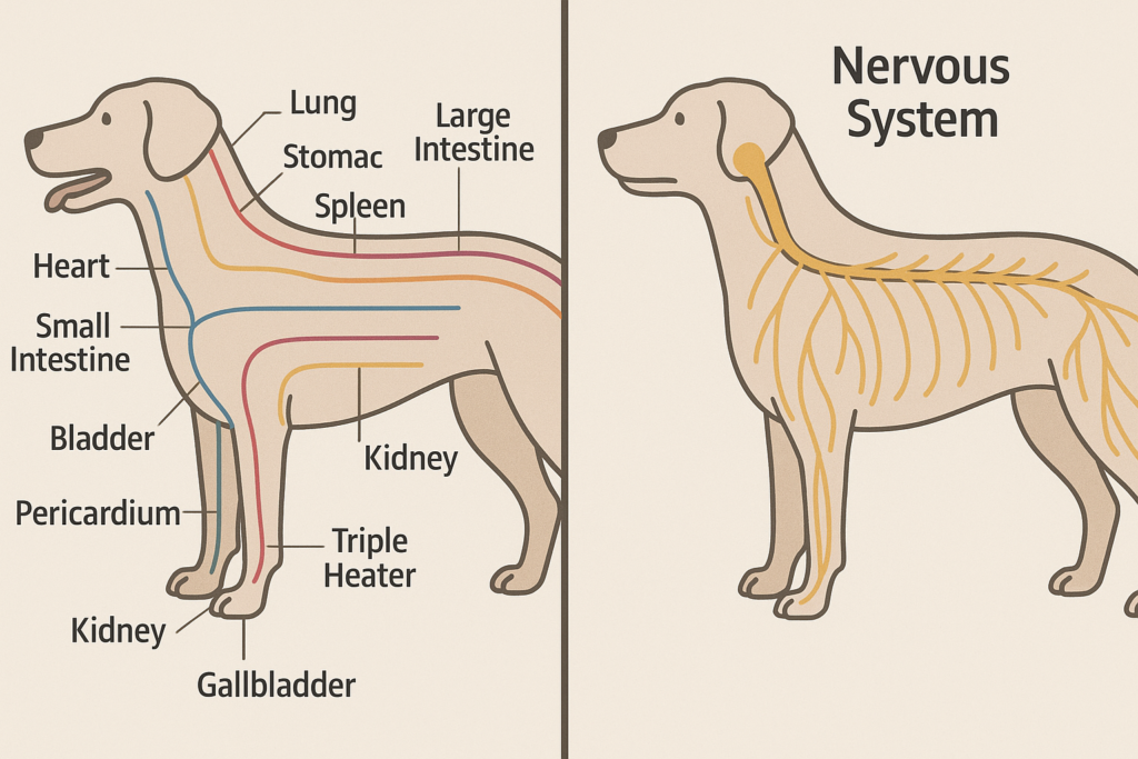 "Dog acupuncture points explained through traditional and scientific views"