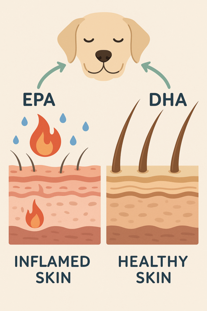 "How omega‑3 supplements for dog coat health reduce inflammation"