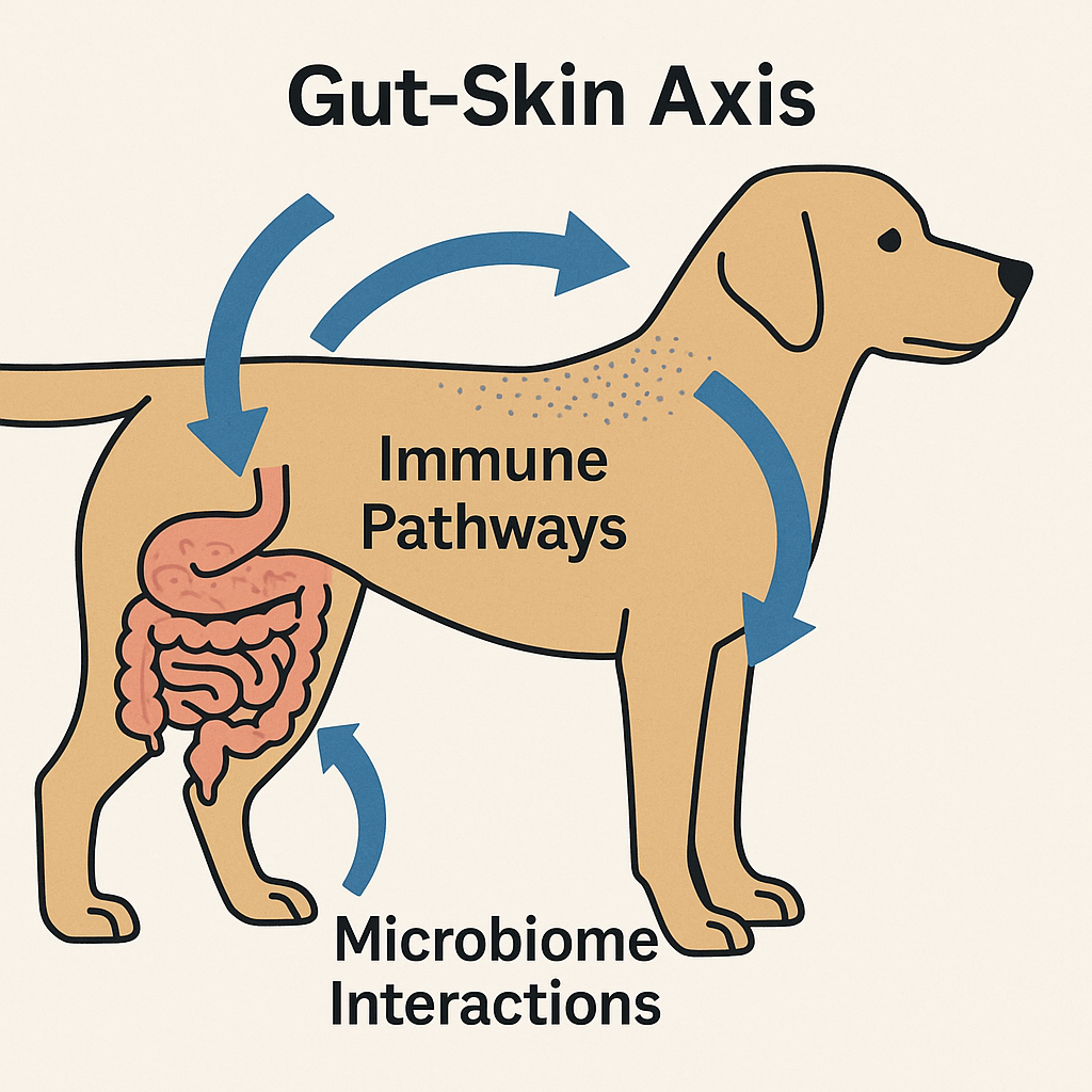 "Gut–skin axis diagram in a dog – gut health and skin conditions in dogs"