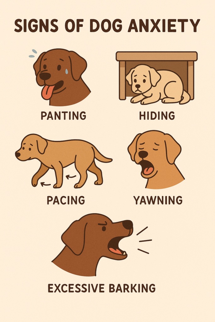 "Illustrated symptoms chart showing common behaviors linked to dog anxiety"