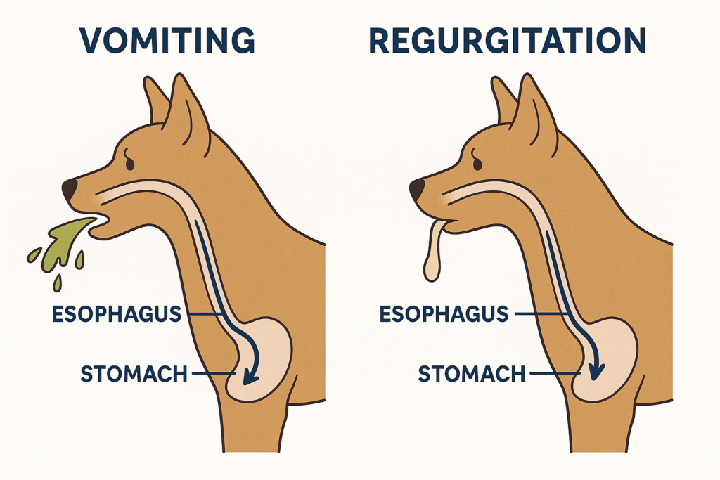"Illustration explaining dog vomiting versus regurgitation differences"