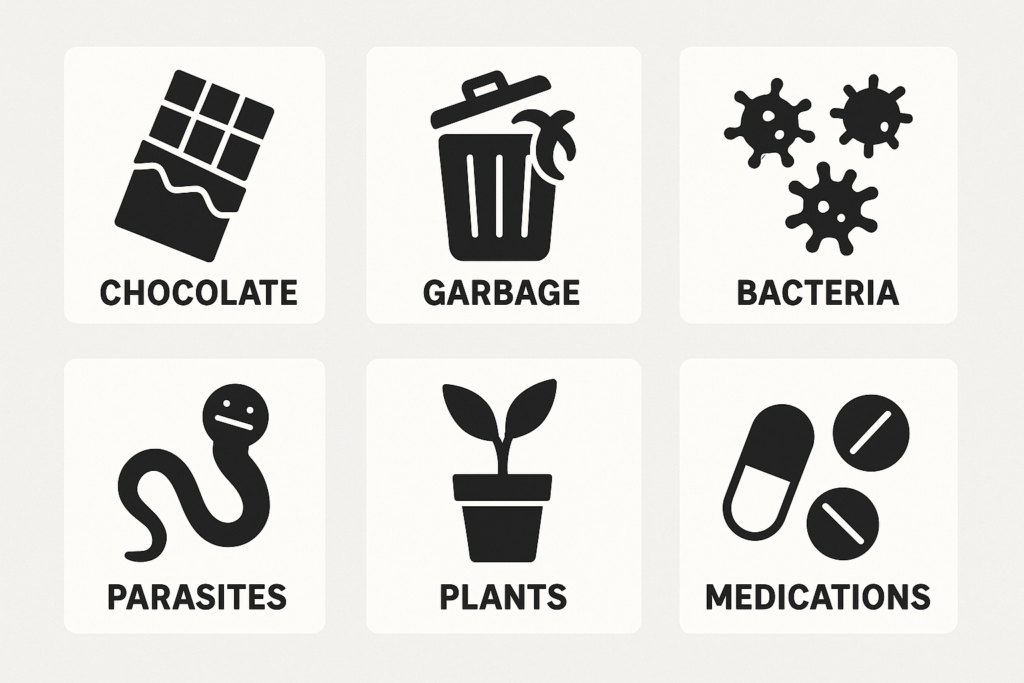 "Visual list of common dog vomiting causes including toxins and infections"