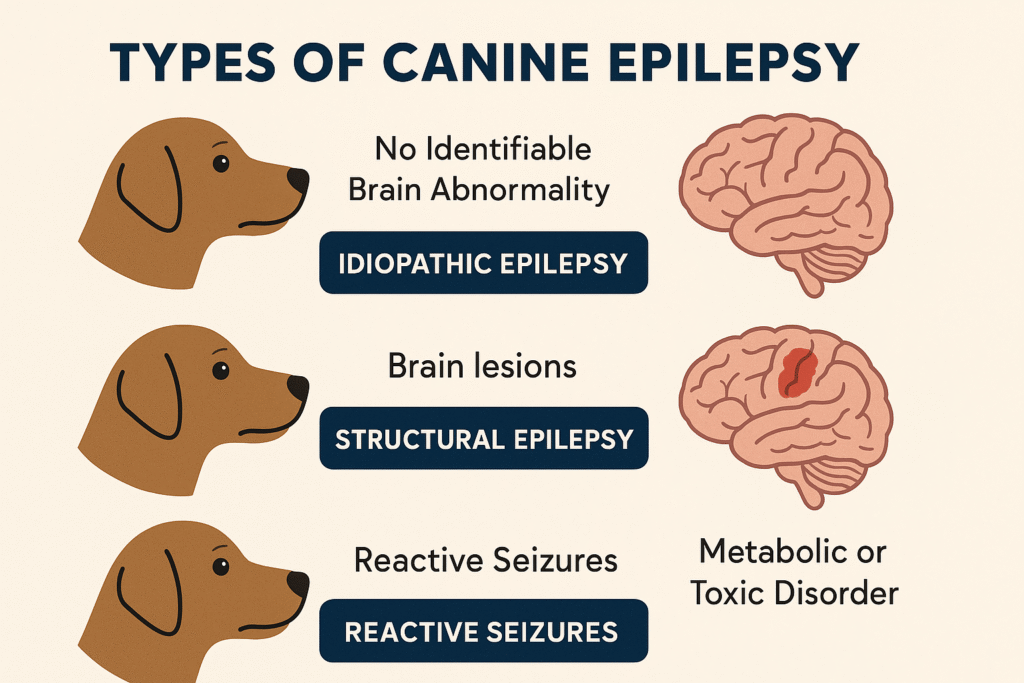 "Visual chart explaining types of canine epilepsy in dogs."