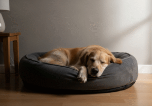 Read more about the article Dog Barking at Night: 5 Proven & Gentle Methods