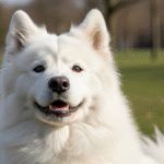 Dog Head Tilt: 7 Surprising Reasons & When to Worry