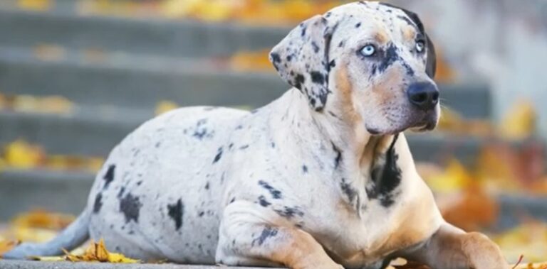 What are Catahoula Leopard Dogs?